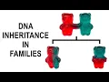 The Percentage of DNA Inheritance in Families - Professor Turi King