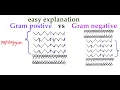 Gram positive vs Gram negative cell wall