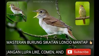 Download Burung SIKATAN LONDO cocok dan Mantap Buat Masteran Burung Kicau LAIN MP3