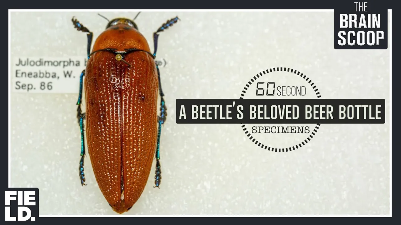 A Beetle’s Beloved Beer Bottle [60 Second Specimens]