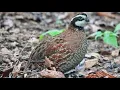 Learn how to raise Bobwhite Quail from Park Ranger Phil DeJarnatt form Iowa County Conservation