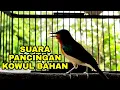 Download Lagu SUARA KOLIBRI WULUNG MEMANGGIL LAWAN UNTUK PANCINGAN KOWUL BAHAN MACET BUNYI