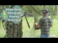 Download Lagu Pruning a Pindo Palm