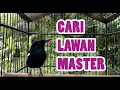 Download Lagu KACER DADA HITAM TOP KICAU HARIAN  COCOK UNTUK MASTERAN