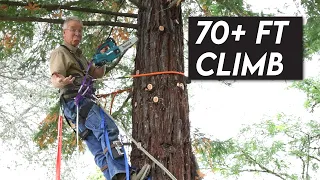 Thinning a Massive Tree Without Big Equipment