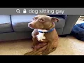 dog sitting gay