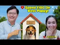 Download Lagu Jack gaf $ 100 uit aan de bouw van een huis voor een hond, wat Tu Tien zowel geschokt als blij maakt