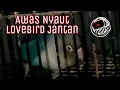 Download Lagu Masteran Lovebird Betina Birahi Biar Ngekek Awas Nyaut Lovebird Jantan