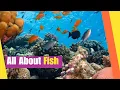 All About Fish Learn the characteristics and facts about fish Science Lesson