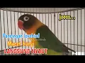 Download Lagu Suara lovebird ngekek panjang paling dicari sekali putar bikin lovebird macet jadi bunyi
