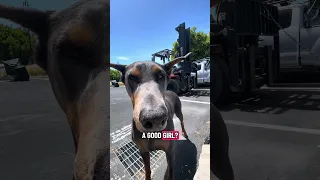 No boops for you !.. #fyp #dream #vlog #doberman #pets