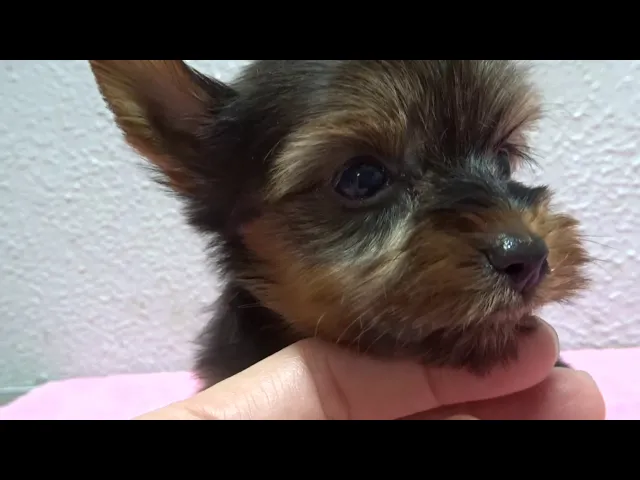 動画