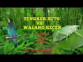 Download Lagu MASTERAN JAWARA TENGKEK BUTO VS WALANG KECEK