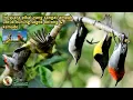 Download Lagu Cara Mudah Mikat Burung Sogok ontong Dan Burung Kemade