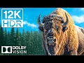 Download Lagu GEWELDIGE DIEREN EN DE SCHOONHEID VAN DE NATUUR 12K HDR 120 FPS Dolby Vision