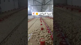 أسرار نجاح تربية الدواجن دليل شامل للمبتدئين ونصائح مفيدة للمحترفين 