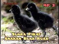 Download Lagu Suara Anakan Ruak Ruak memanggil Induk