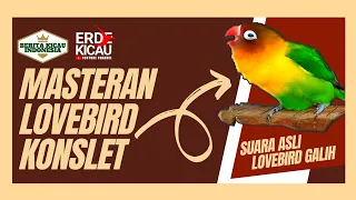 Download SUARA : Suara Asli Lovebird PESANGON || Bukan Lovebird Kusumo❗❗ MP3