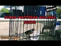 Download Lagu MASTERAN SUARA BURUNG KOLIBRI NINJA (KONIN) DURASI 1 JAM !!
