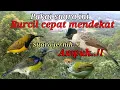 Download Lagu Suara Pikat Burcil Paling Jernih Dijamin Ampuh