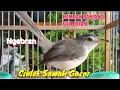 Download Lagu SUARA BURUNG CIBLEK SAWAH GACOR NGEBREN NEMBAK FULL ISIAN