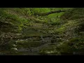 Babbling Brook - Trickling Forest Creek - Water Sounds - Relaxing Nature Video - 4K HDR