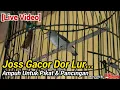 Download Lagu BURUNG KEMADE BETINA GACOR