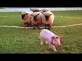 Download Lagu The Pig who became a Shepard | Ending Scene | Babe | CLIP