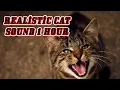 CAT MEOW SOUND 1 Hour of Cat Meowing REALISTIC CAT SOUND 1 HOUR 2023