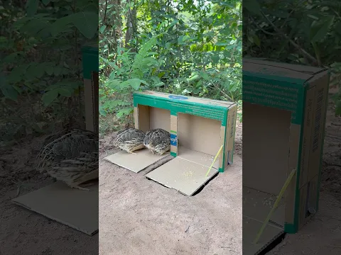 Unique Effective Quail Trap #shorts