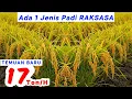 Download Lagu 10 JENIS PADI UNGGUL paling banyak digemari petani di 2025  ||  varietas padi unggul