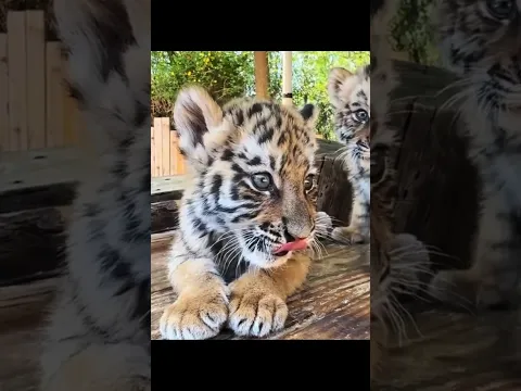 This Baby Tiger Acts Tough but Is Actually So Cute 🐯😂❤️