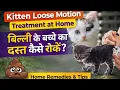 Download Lagu Kitten Loose Motion Treatment at Home | बिल्ली के बच्चे का दस्त कैसे रोकें?#kittenstomachproblem MP3