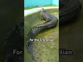 Largest Crocodile ever captured is terrifying… Meet “LoLong”