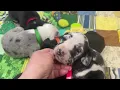 Great Dane Puppies for sale in Michigan