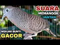 Download Lagu Perkutut Lokal Gacor RAJA PIKAT Ahlinya Bikin Semua Burung Perkutut Nyaut.