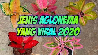 Download Review aglonema termahal yang sedang viral 2020 MP3