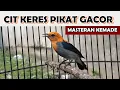 Lagu PIKAT KEMADE GACOR | Suara pancingan Burung Cabe Cit Keres SIUR BAHAN agar cepat NGALAS nembak PEDAS