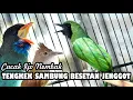 Download Lagu Full nembak Panjang - Cucak Ijo Tembakan Tengkek sambung Besetan Jenggot