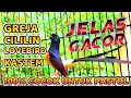 Download Lagu Masteran murai batu 100% COCOK UNTUK PASTOL ANDA