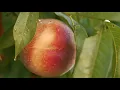 Harry David Origold Peaches