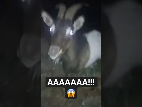 Что он делает НОЧЬЮ В ЛЕСУ? 🐐