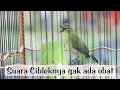 Download Lagu Pleci full tembakan ciblek