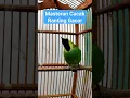 Download Lagu Masteran Cucak Ranting Gacor Isian Full #kicaumania #cucakrantinggacor #birds Download Lagu Masteran Cucak Ranting Gacor Isian Full #kicaumania #cucakrantinggacor #birds