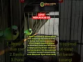 Download Lagu Cara cepat menurunan over birahi pada burung cucak ijo.. #shorts