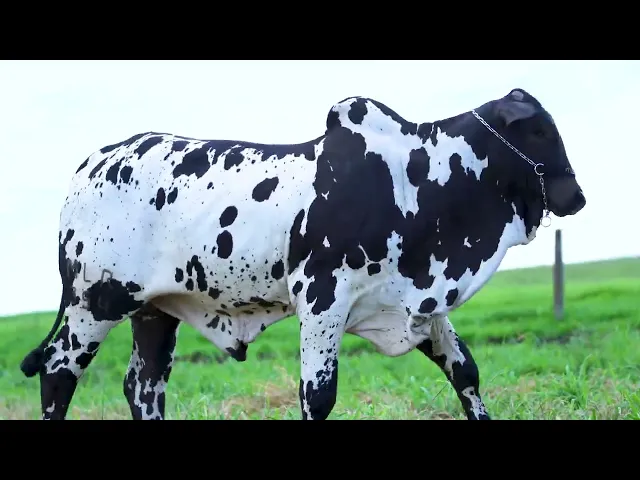 Garrote Nelore MLR - 354