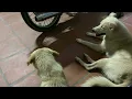 group dog during need season Amazing