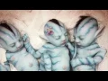 Avatar Reborn Baby Doll - It looks too real