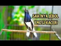 Download Lagu AWAS KACERMU KONSLET JEBOL EMOSINYA DENGAR INI LANGSUNG ON BONGKAR ISIAN !! KACER GACOR ISIAN AMPUH!