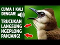 Masteran trucukan gacor ngalas tarung ropel paling bagus untuk pancingan trucukan agar bunyi nyaut